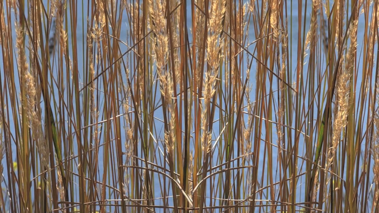 Owego Wheatgrass Wiper – 2015